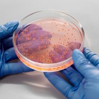 Revoluție în alimentație? Cercetătorii dezvoltă bacterii care transformă dioxidul de carbon în hrană