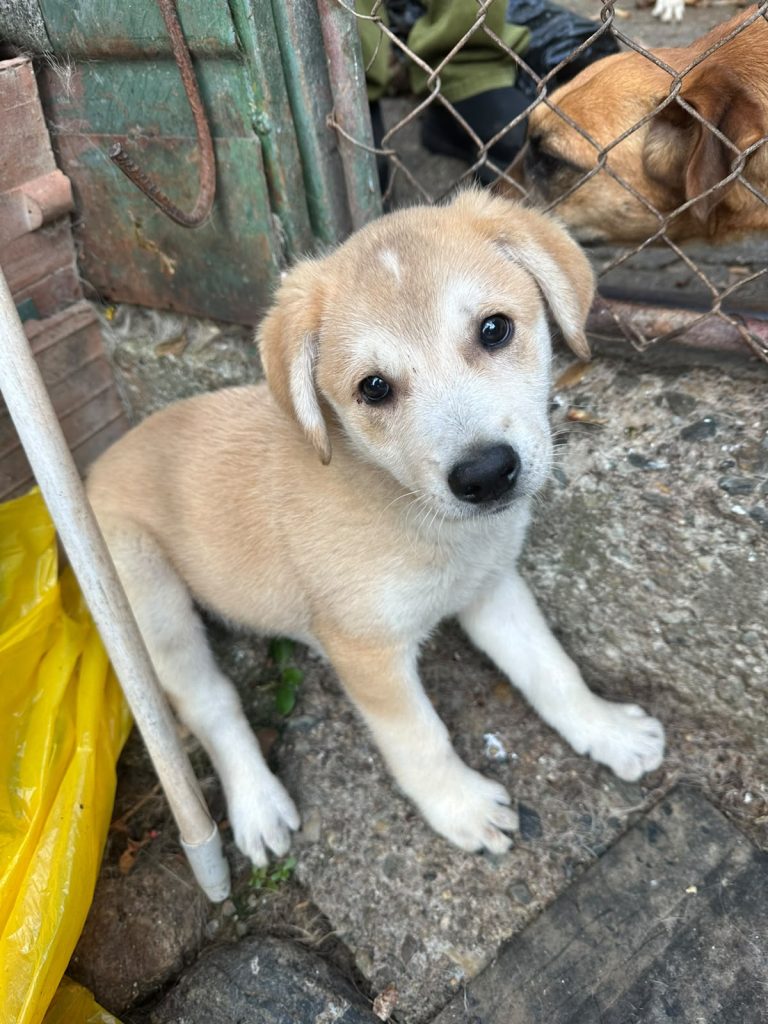 Adoptă un prieten pe viață! Cățeluși minunați își caută cămin în Sibiu