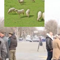 Protest al oierilor în București: 5.000 de crescători cer deblocarea exportului de ovine și despăgubiri