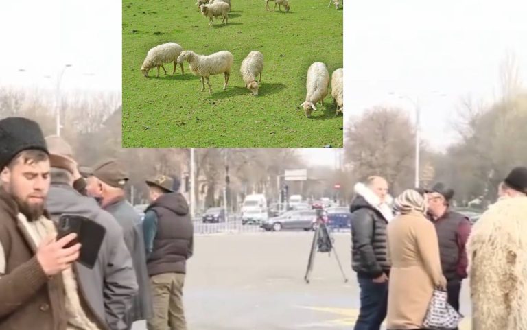 Protest al oierilor în București: 5.000 de crescători cer deblocarea exportului de ovine și despăgubiri
