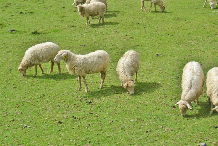 Exportul de ovine și caprine, blocat până la finalul lui 2026. Dan Dumitru, secretarul Uniunii Oierilor din România: „Fermierii sunt în moarte clinică”