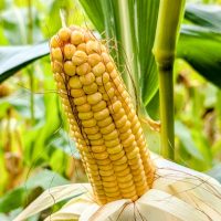 Comisia Europeană aprobă importul a trei culturi modificate genetic, pentru alimente și furaje. Cultivarea rămâne interzisă în UE