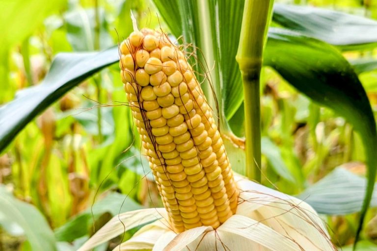 Comisia Europeană aprobă importul a trei culturi modificate genetic, pentru alimente și furaje. Cultivarea rămâne interzisă în UE
