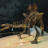 Scheletul unui Tyrannosaurus rex, vechi de 67 de milioane de ani, scos la licitație la New York. Ar putea fi vândut cu 30 de milioane de dolari