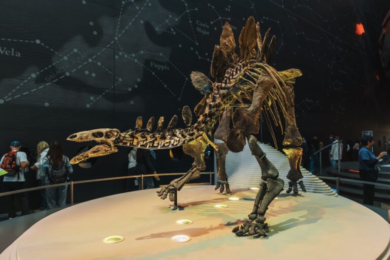 Scheletul unui Tyrannosaurus rex, vechi de 67 de milioane de ani, scos la licitație la New York. Ar putea fi vândut cu 30 de milioane de dolari