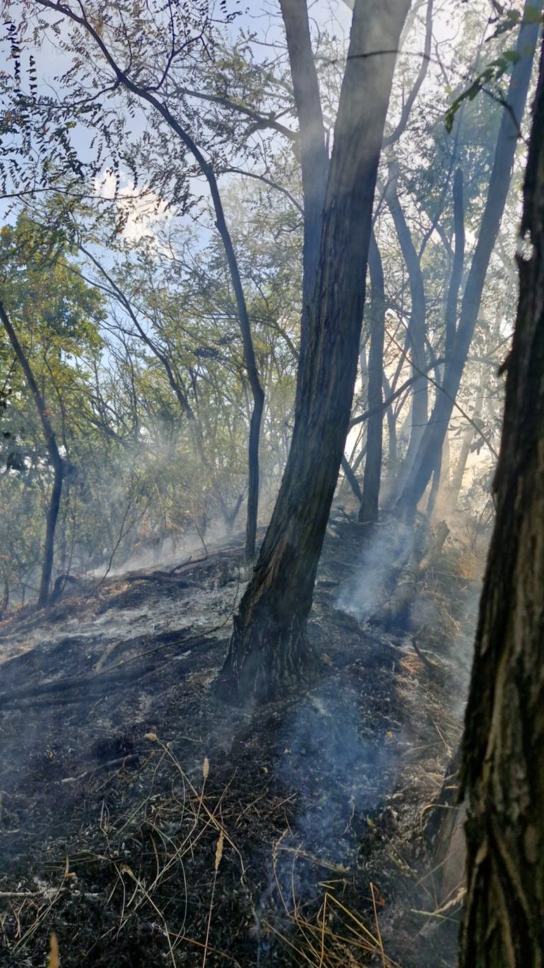 FOTO/VIDEO/ULTIMA ORĂ: FOCUL se apropia de pădure la Axente Sever! Intervenție rapidă a SVSU