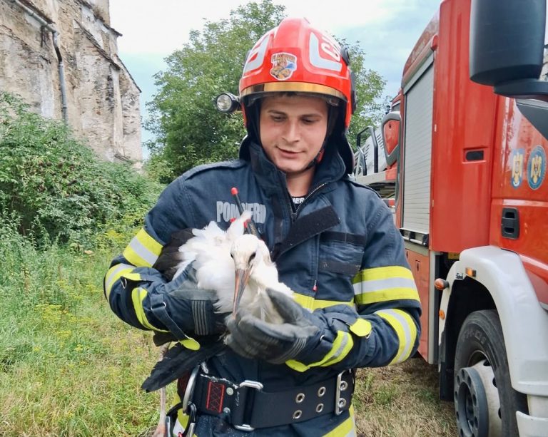 FOTO – O viață mică, o intervenție MARE: pompierii din Sibiu au salvat un pui de barză