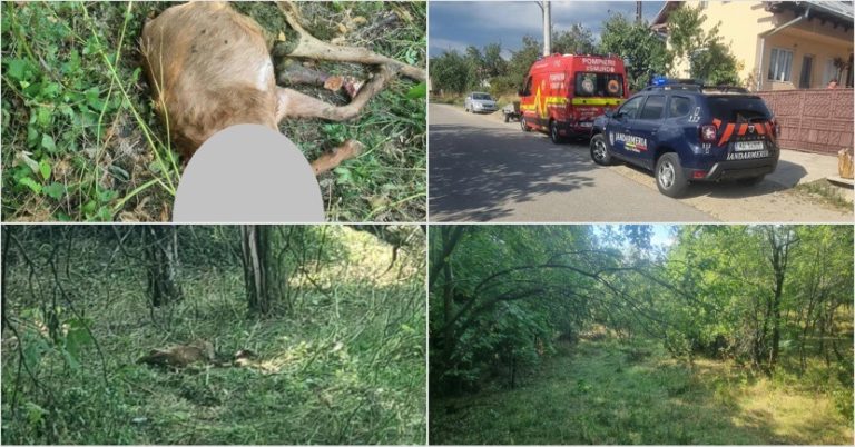 FOTO: ALERTĂ la vecinii din Vâlcea: un urs a intrat într-o gospodărie și UCIS 4 animale