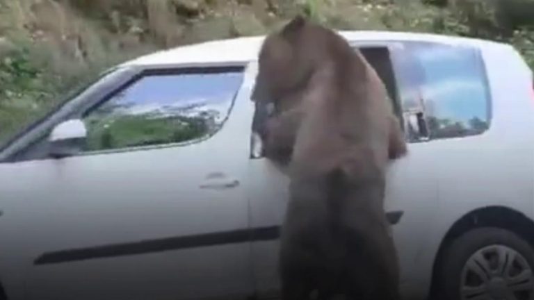 VIDEO: Un urs a făcut PRĂPĂD într-o mașină. Vezi cum au scăpat pasagerii