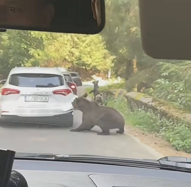 VIDEO/FOTO: PERICOL IMENS pe Transfăgărășan! O ursoaică a ATACAT o mașină