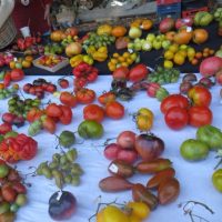 Festivalul tomatelor și al biodiversității horticole, la Muzeul ASTRA din Sibiu