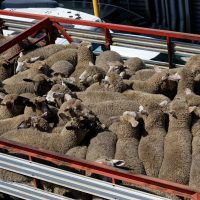 ANSVSA: Transporturile clandestine de ovine, un risc major pentru sănătatea animalelor din România