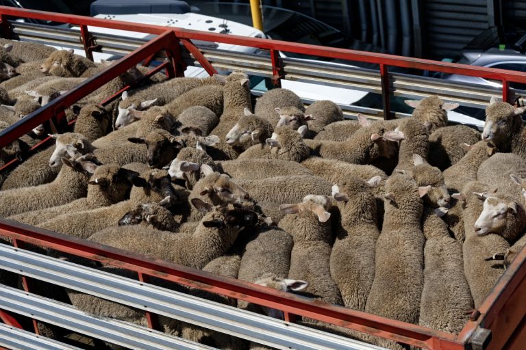 ANSVSA: Transporturile clandestine de ovine, un risc major pentru sănătatea animalelor din România