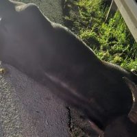Foto-Ultima oră: Un bivol a murit pe loc, după ce a fost lovit de o mașină – Accidentul a avut loc pe DN14