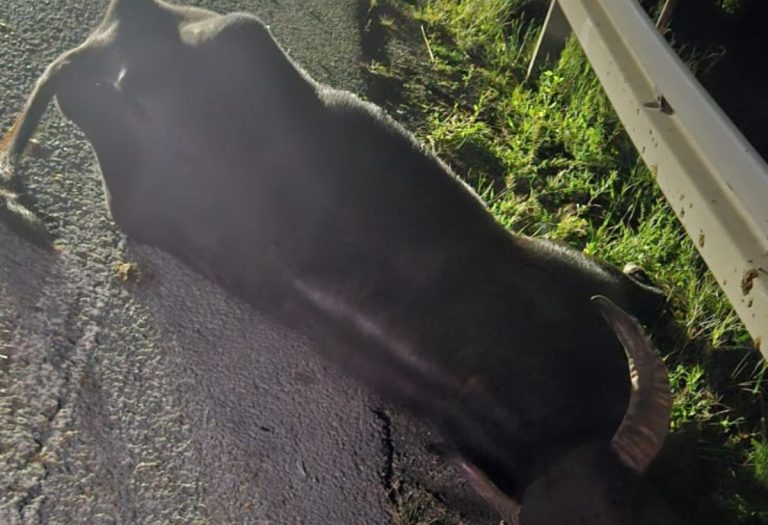 Foto-Ultima oră: Un bivol a murit pe loc, după ce a fost lovit de o mașină – Accidentul a avut loc pe DN14