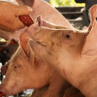 Parlamentul schimbă schemele de ajutor de stat pentru crescătorii de porci și bovine. Ce trebuie să știe fermierii