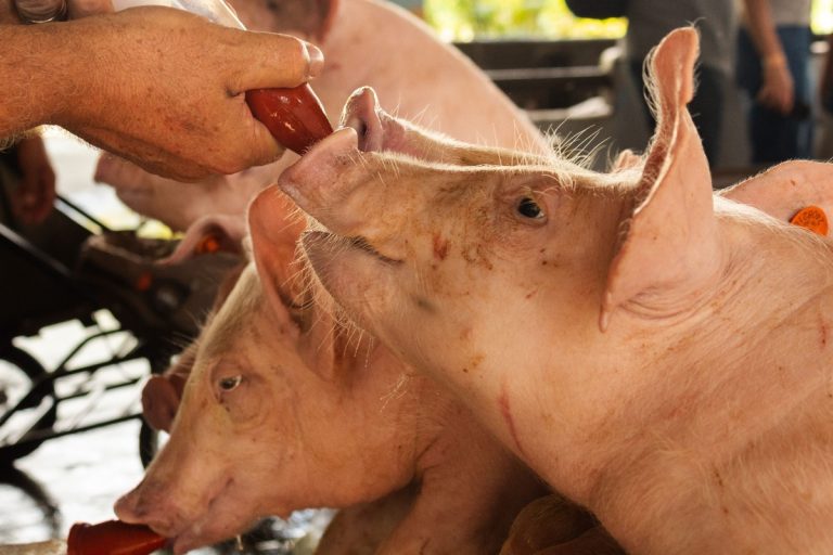 Parlamentul schimbă schemele de ajutor de stat pentru crescătorii de porci și bovine. Ce trebuie să știe fermierii