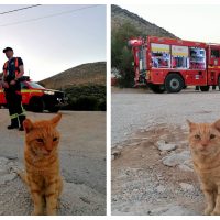 Motanul „Garfield”, noua mascotă a pompierilor români aflați în misiune în Grecia
