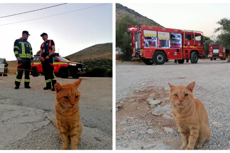 Motanul „Garfield”, noua mascotă a pompierilor români aflați în misiune în Grecia