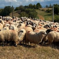 Veste bună, de la Bruxelles, pentru fermierii români: Exporturile de animale vaccinate ar putea fi deblocate în maximum o lună