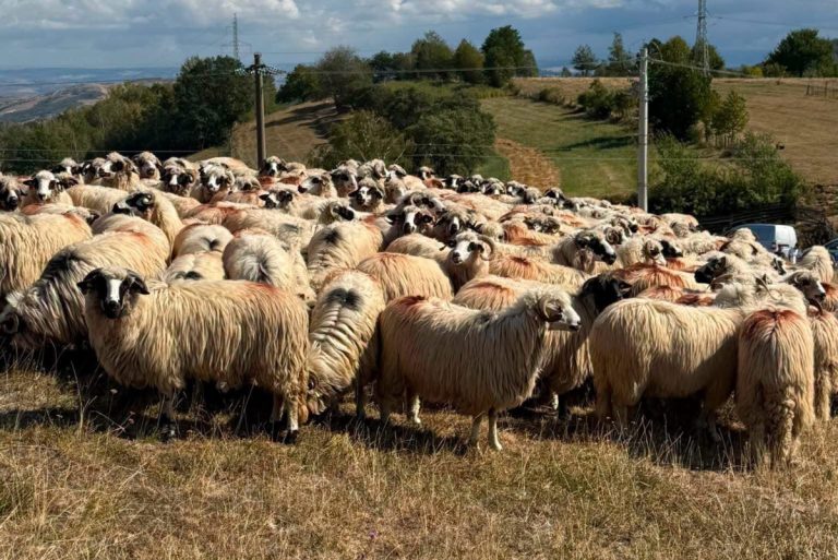 Veste bună, de la Bruxelles, pentru fermierii români: Exporturile de animale vaccinate ar putea fi deblocate în maximum o lună