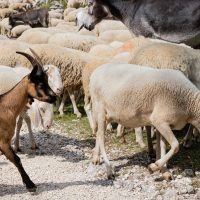 Exporturile de oi și capre din România, mai aproape de reluare: CE aprobă planul de vaccinare. 1,3 milioane de doze vor fi gratuite