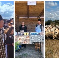 Coborâtul Oilor de la Loman, simbol al tradiției pastorale și al forței comunității de crescători din Alba