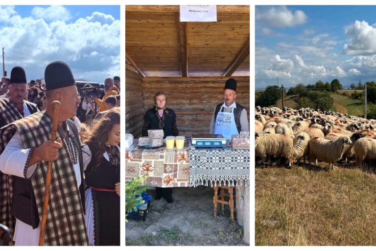 Coborâtul Oilor de la Loman, simbol al tradiției pastorale și al forței comunității de crescători din Alba