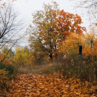 Transilvania, în topul celor mai spectaculoase destinații de toamnă din Europa. Peisajele care rivalizează cu cele din America de Nord