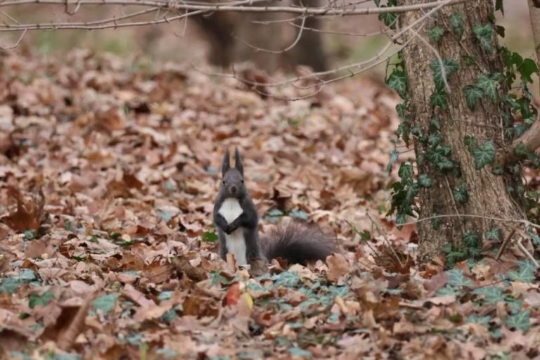 Bioblitz în Valea Aurie: sibienii sunt invitați să descopere biodiversitatea cartierului