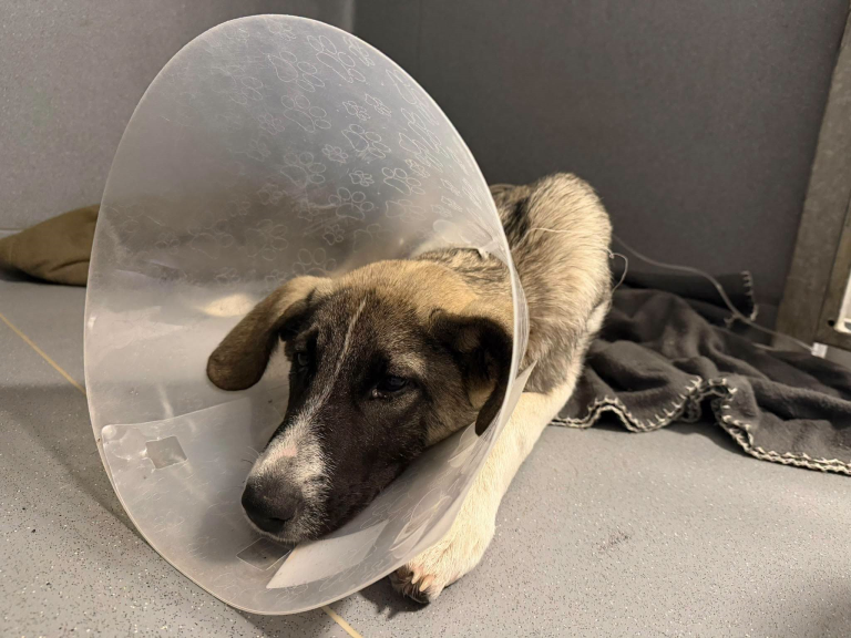 FOTO: Animal Life Sibiu, la limita puterilor: facturi uriașe, animale în stare gravă și un apel disperat către comunitate. „Nu mai facem față”