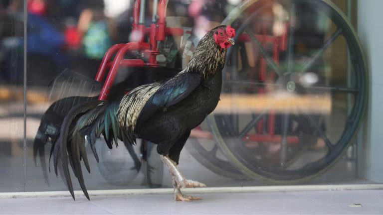 FOTO: Povestea care a înduioșat o lume întreagă: de 8 ani, un cocoș nu pleacă din locul în care și-a pierdut stăpânul