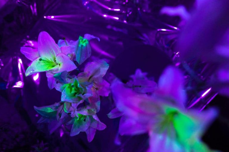 FOTO/VIDEO: O nouă meserie în România. Nu este florar și nici decorator! România recunoaște oficial o profesie cu totul aparte