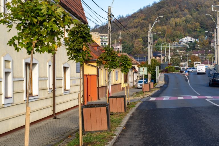 Schimbare de peisaj în Mediaș! Campania de toamnă aduce copaci noi pe străzile orașului