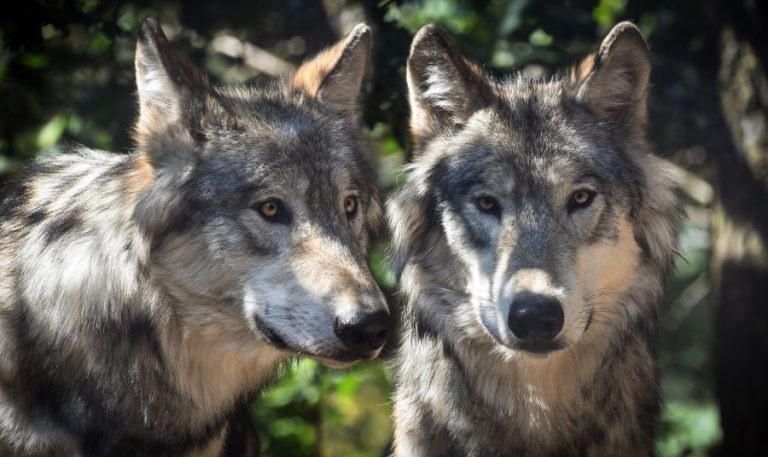 24 de lupi identificați genetic în Munții Făgăraș, Iezer-Păpușa, Leaota și Parcul Național Piatra Craiului. Haite mai numeroase, dar mai mici în județul Sibiu