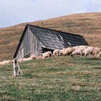 Sibiu: Drumeție pe Via Transilvanica și atelier despre gestionarea întâlnirii cu temuții câini de stână